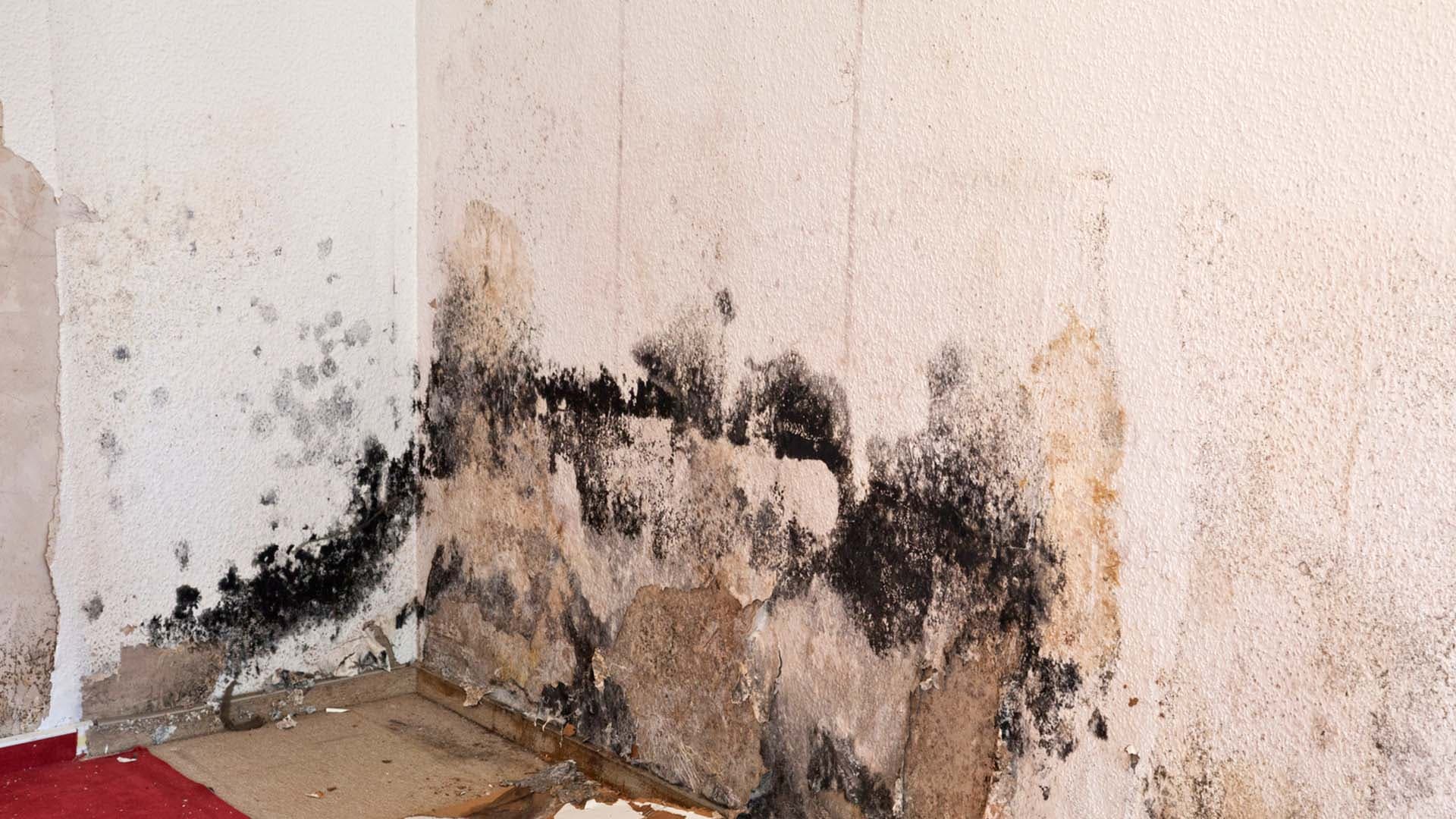 Fast & Eco-Friendly Mold Treatment