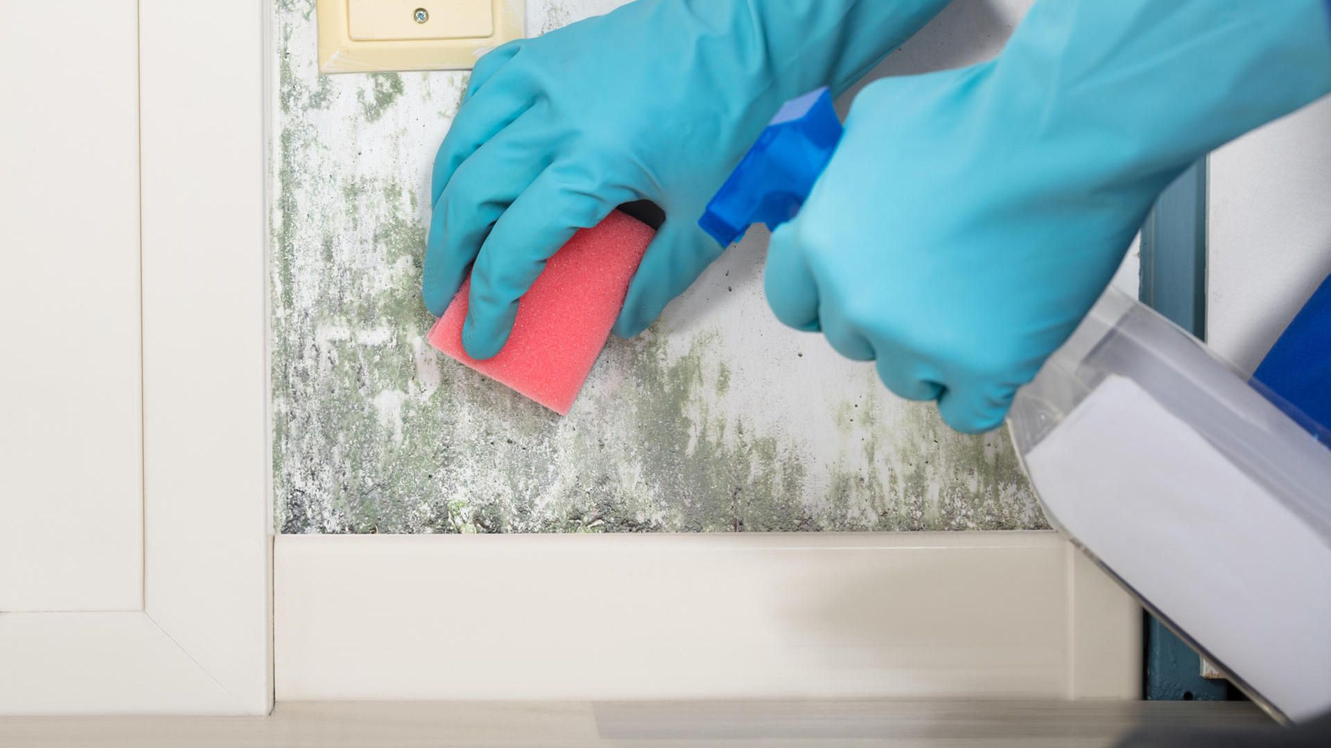 Protect Your Home with Expert Mold Removal Services