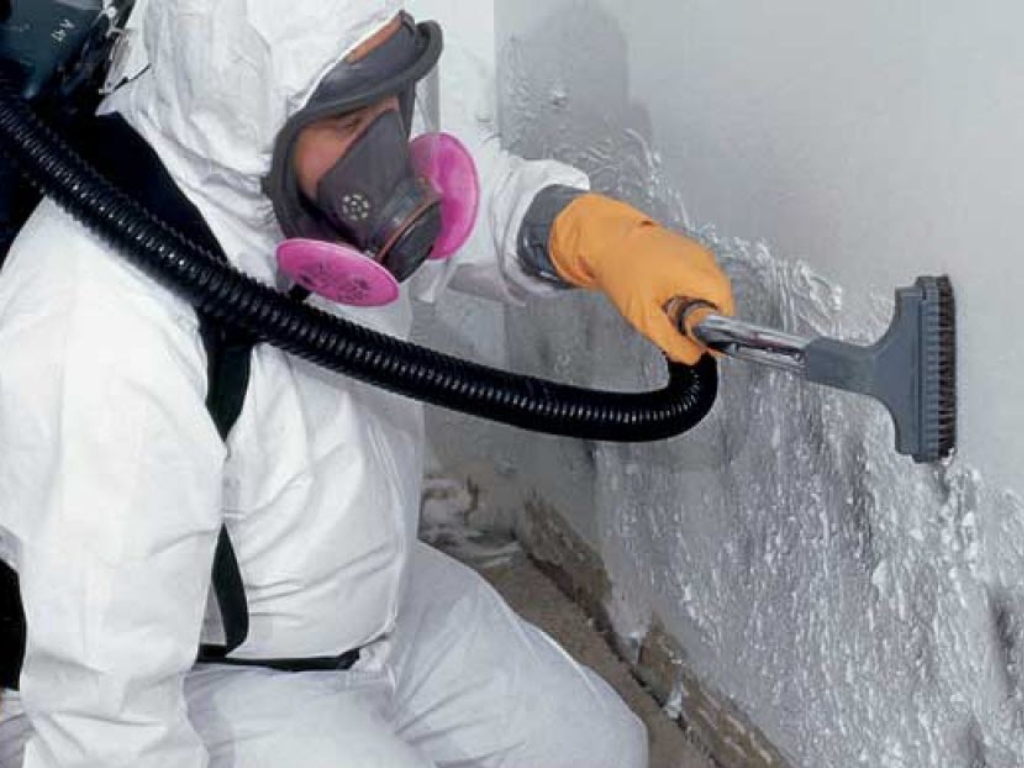 Mold Remediation 5