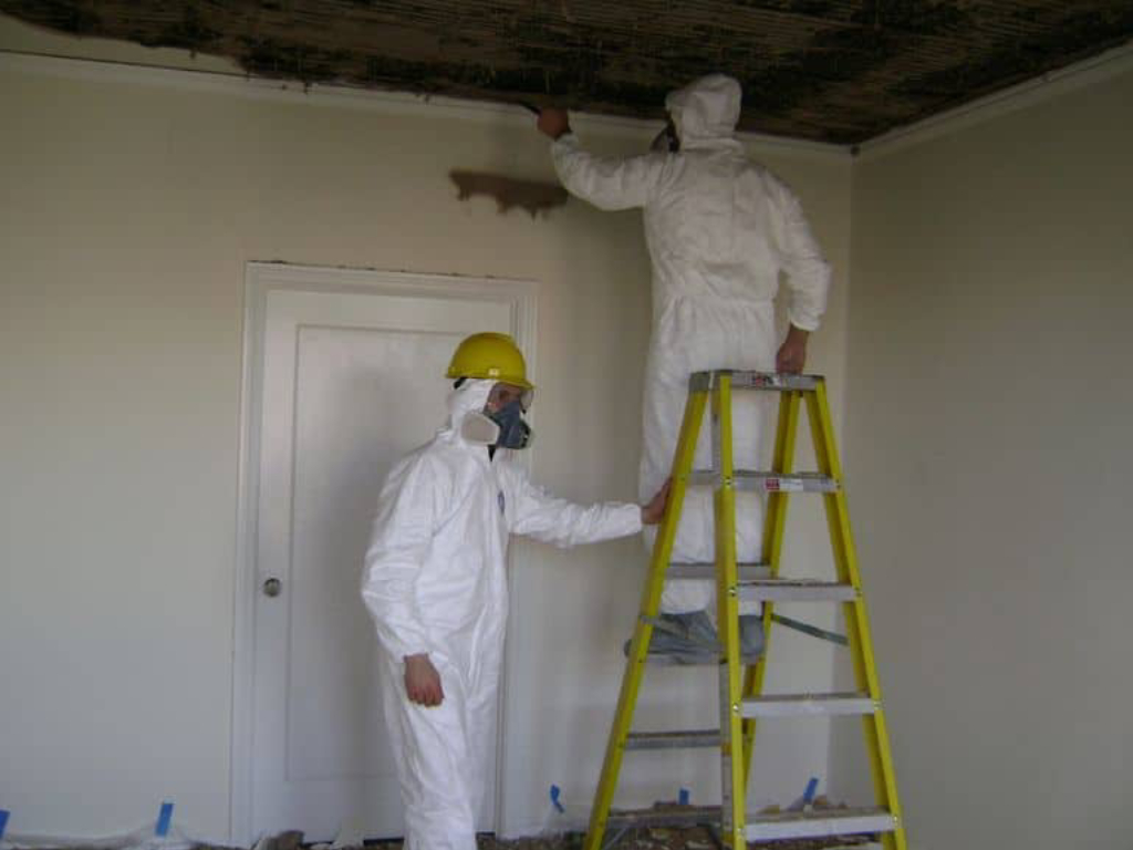 Mold Remediation 7