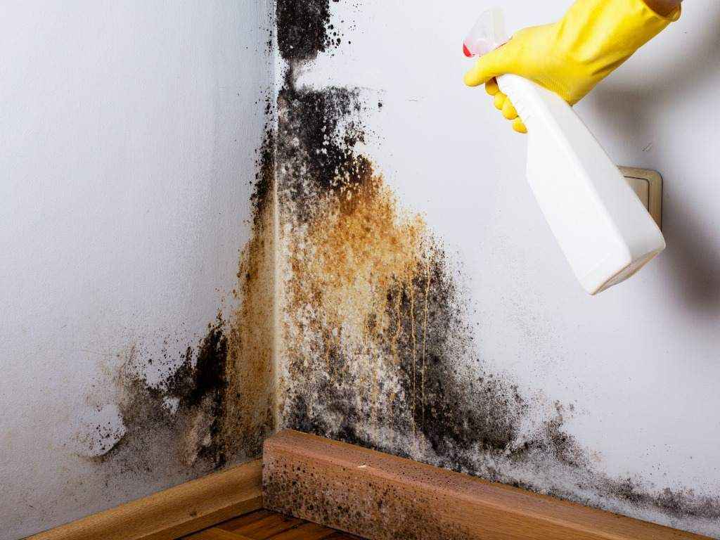 mold remediation