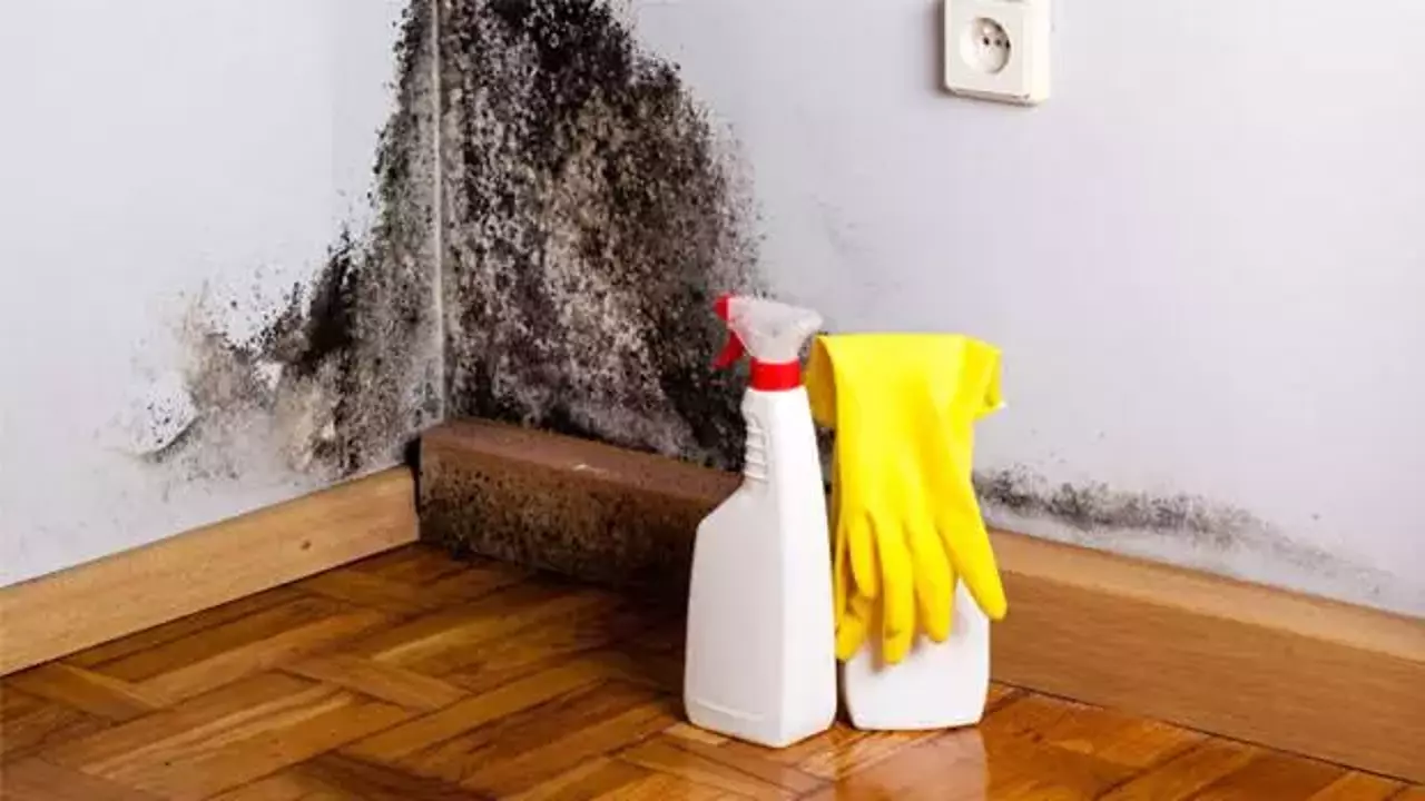 Mold Remediation