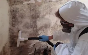 mold removal