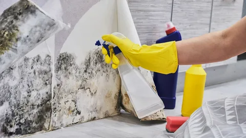 Mold cleanup