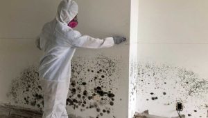 mold removal