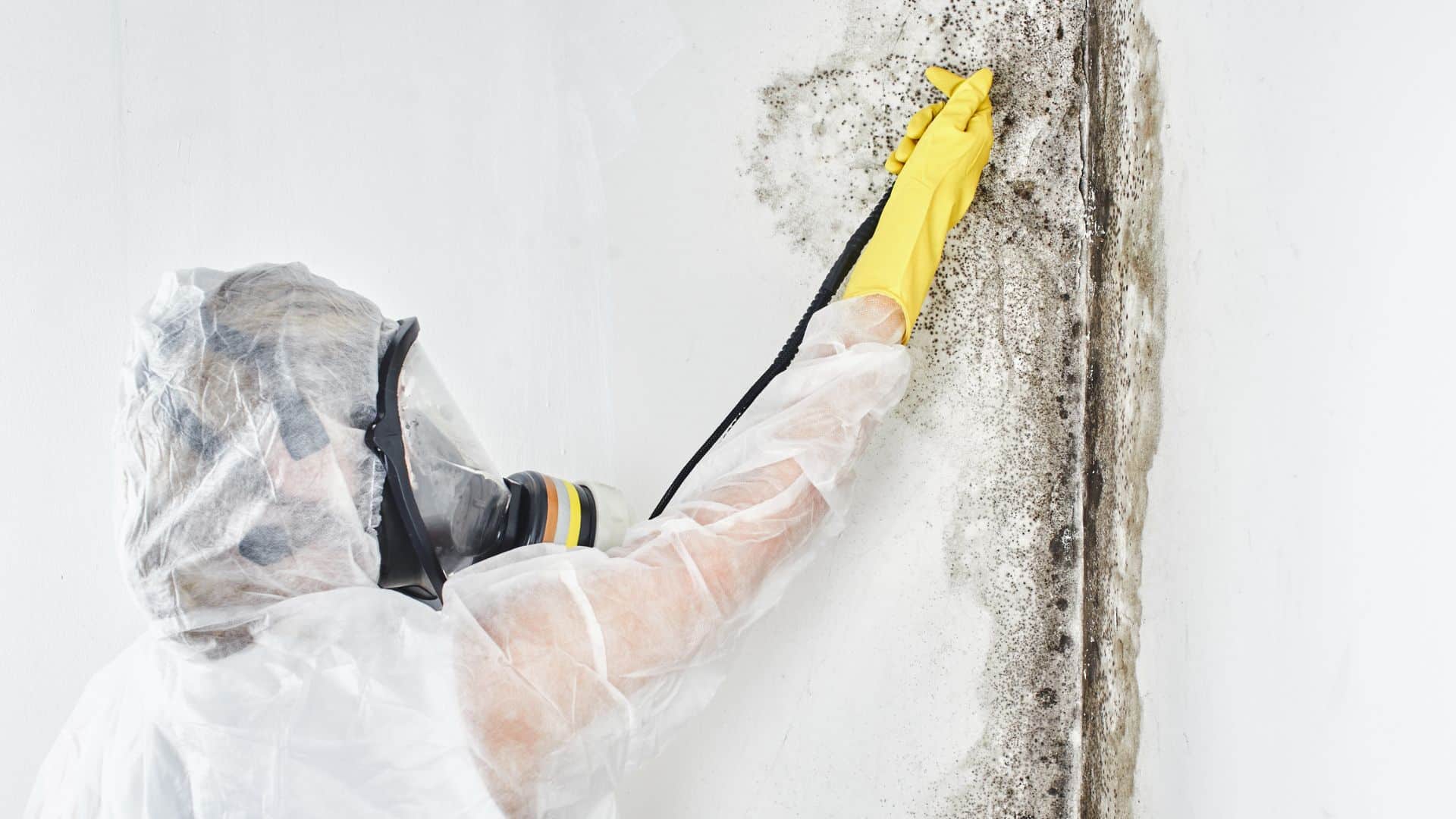 Mold Removal