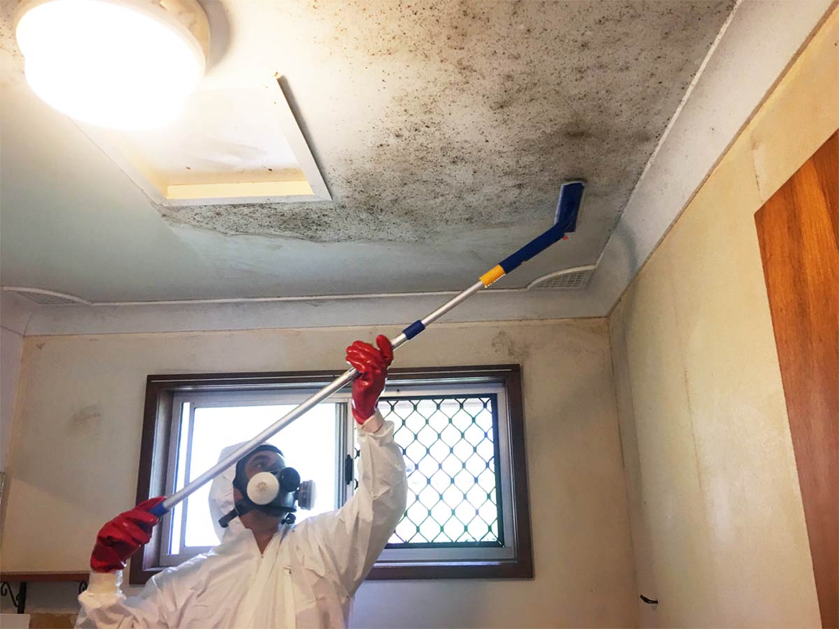 Mold Cleanup