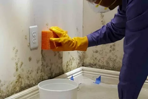 mold treatment